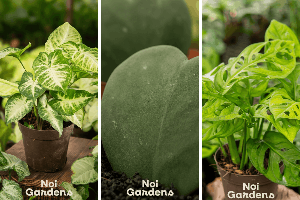 Singapore Garden Festival - Adopt a Plant giveaway - nio garden
