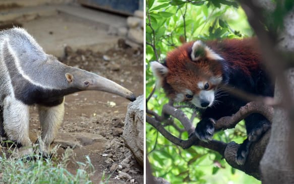 free things to do in tokyo - edogawa city shizen zoo