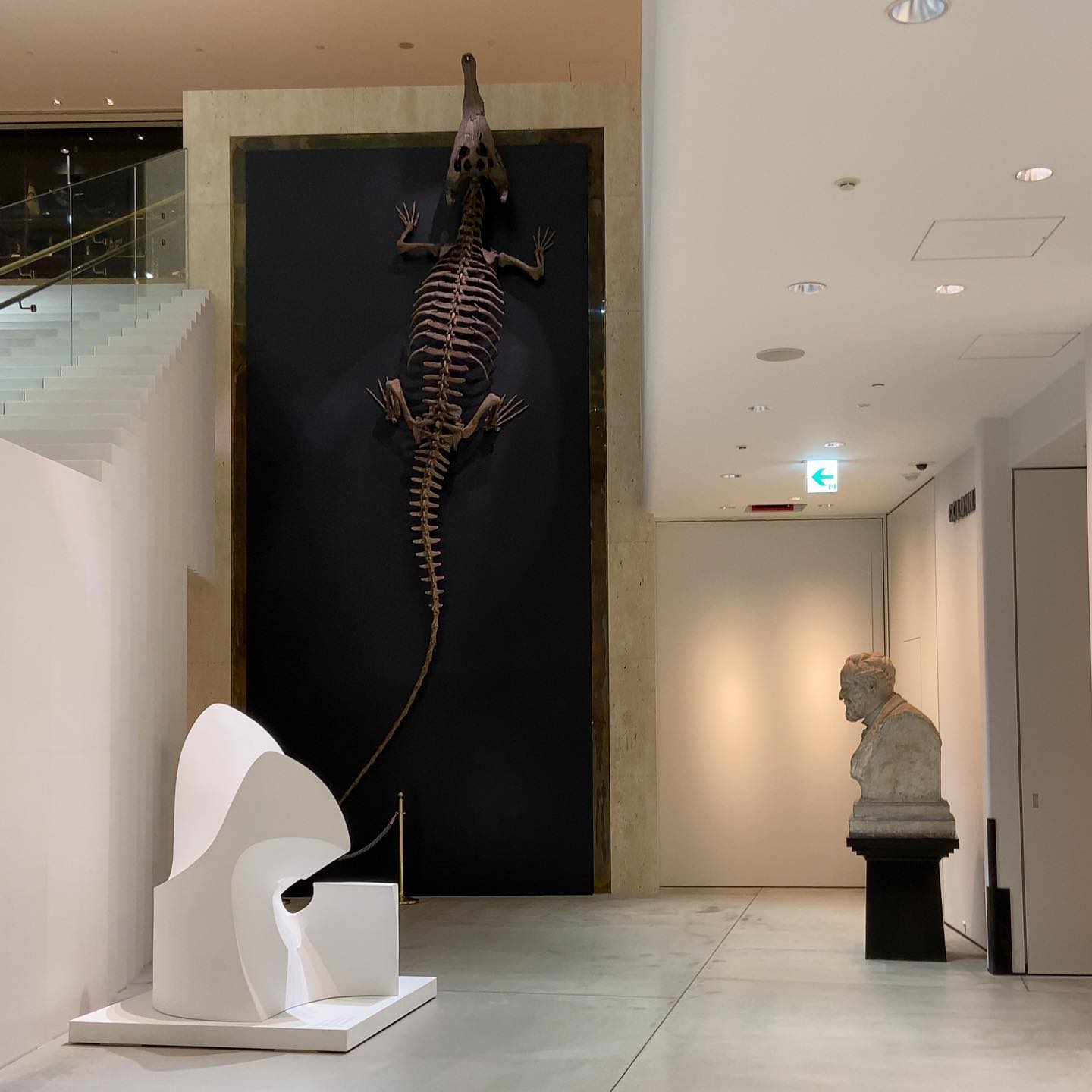 museum skeleton