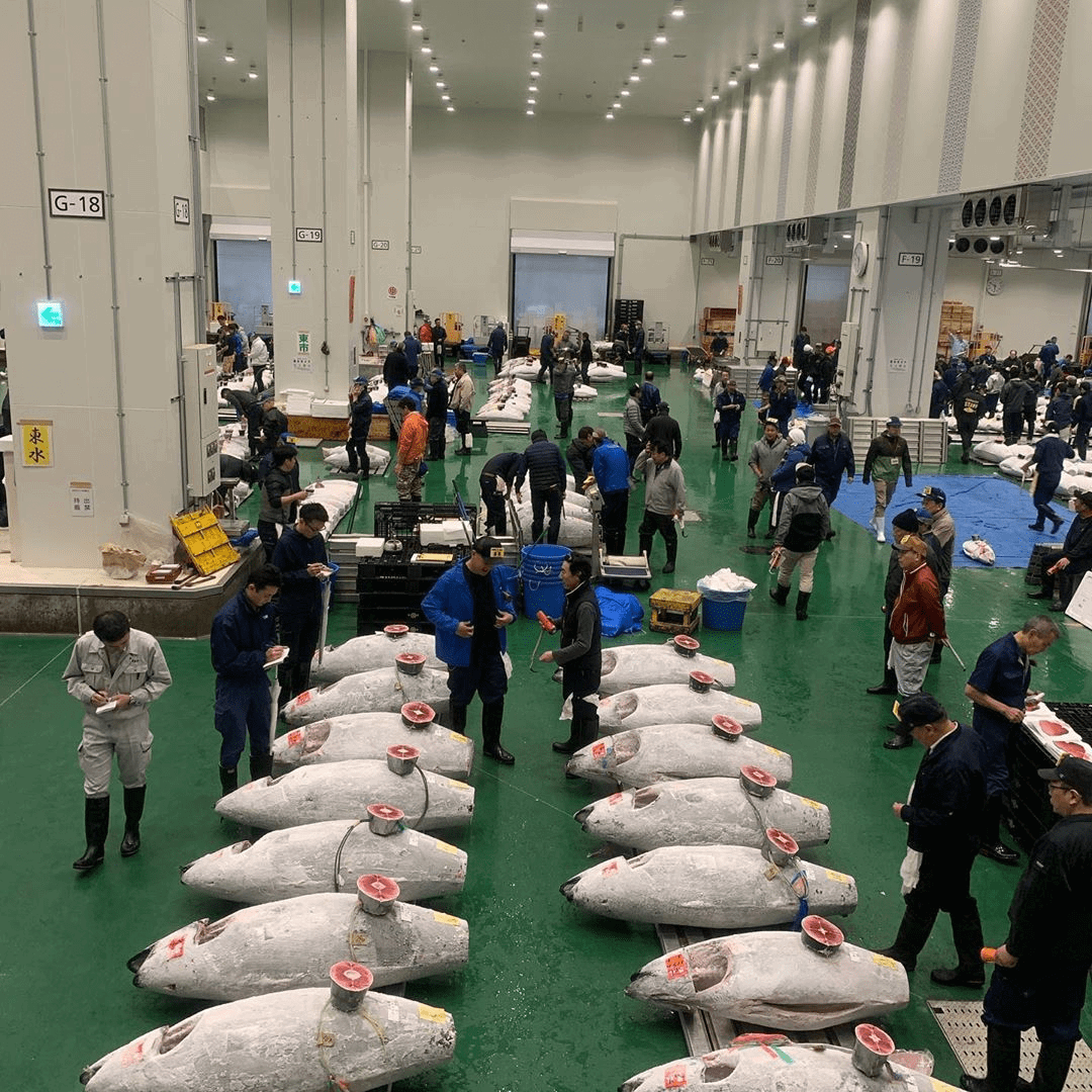 free things to do in tokyo - toyosu fish market
