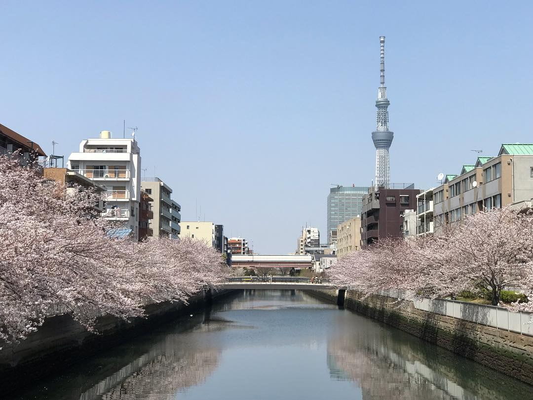 yokojukken-gawa sakura