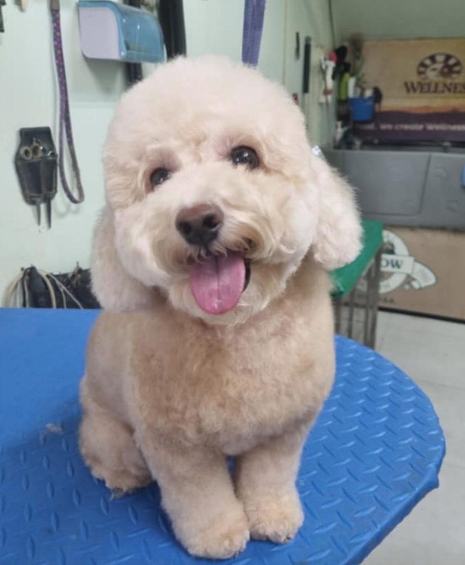 Fur Friends’ Pet Grooming
