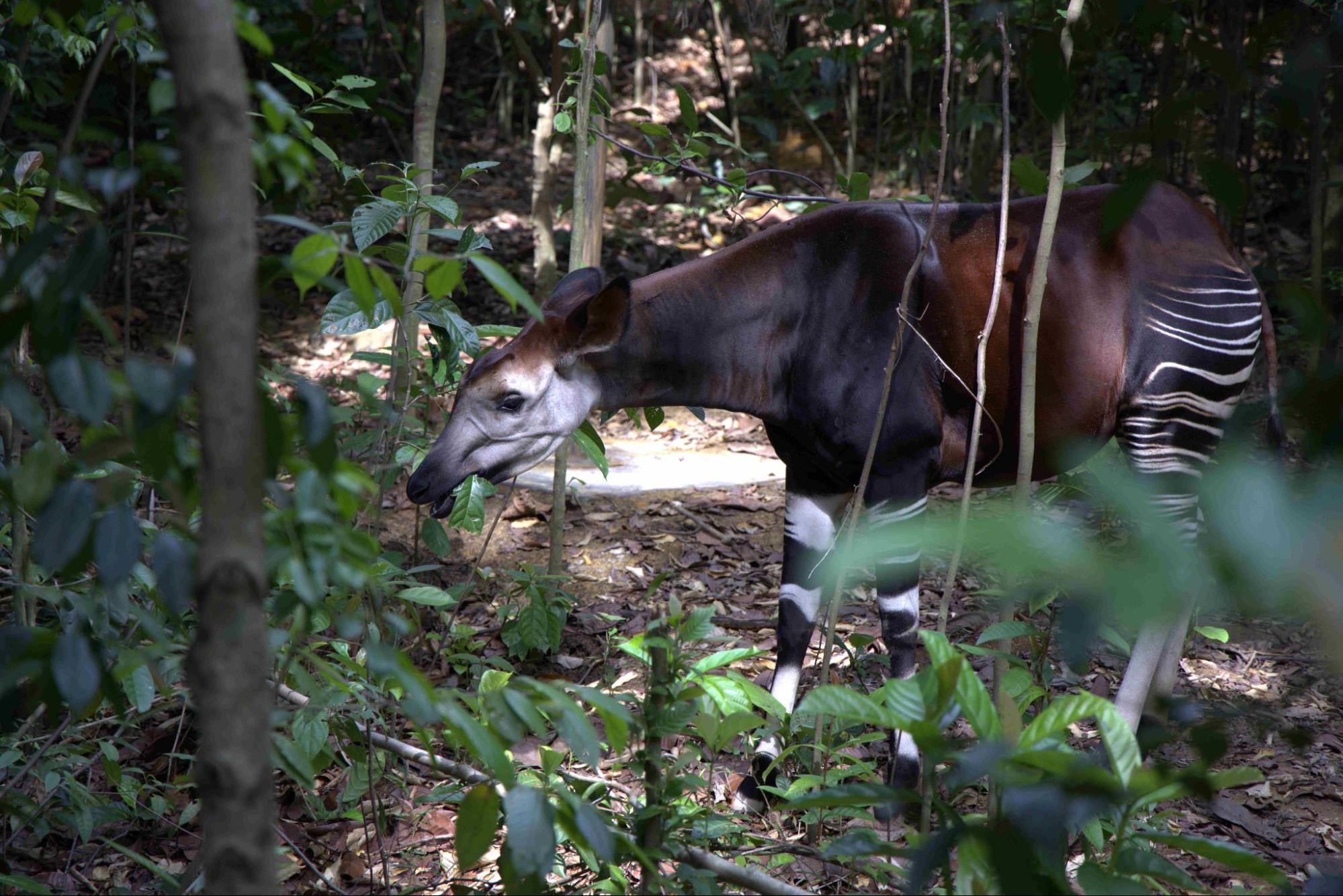rainforest wild adventure - okapi