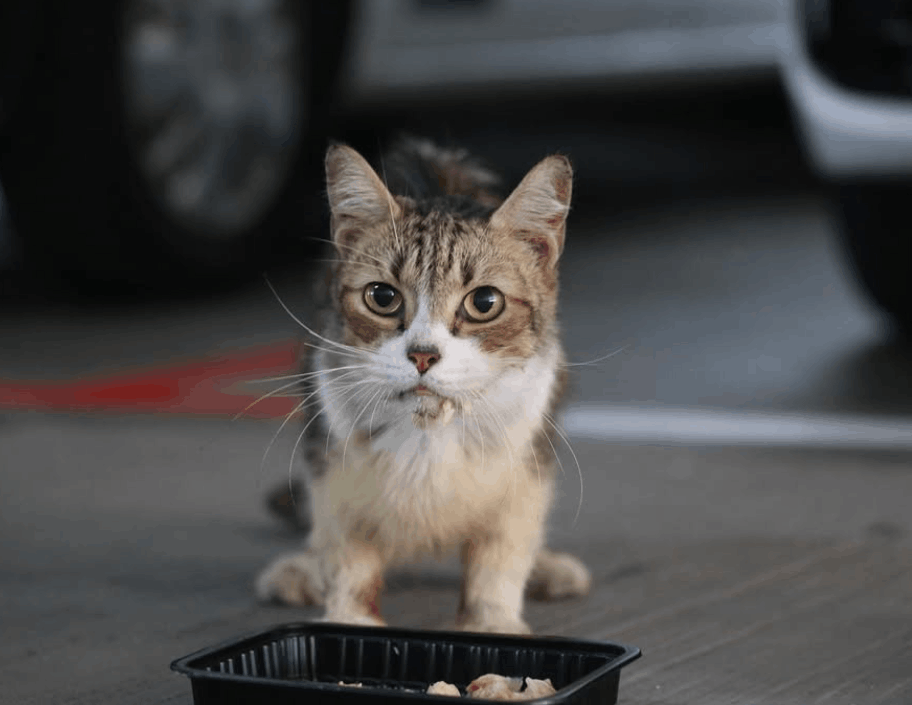 18 best solo date ideas singapore - community cats