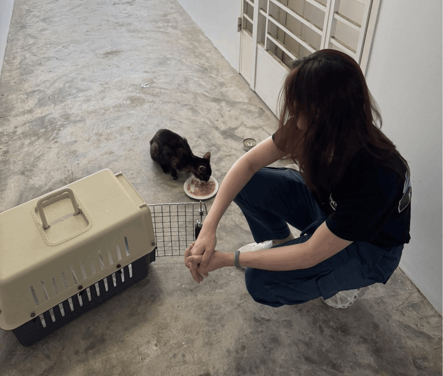 18 best solo date ideas singapore - feed community cats trap neuter rescue (TNR) project