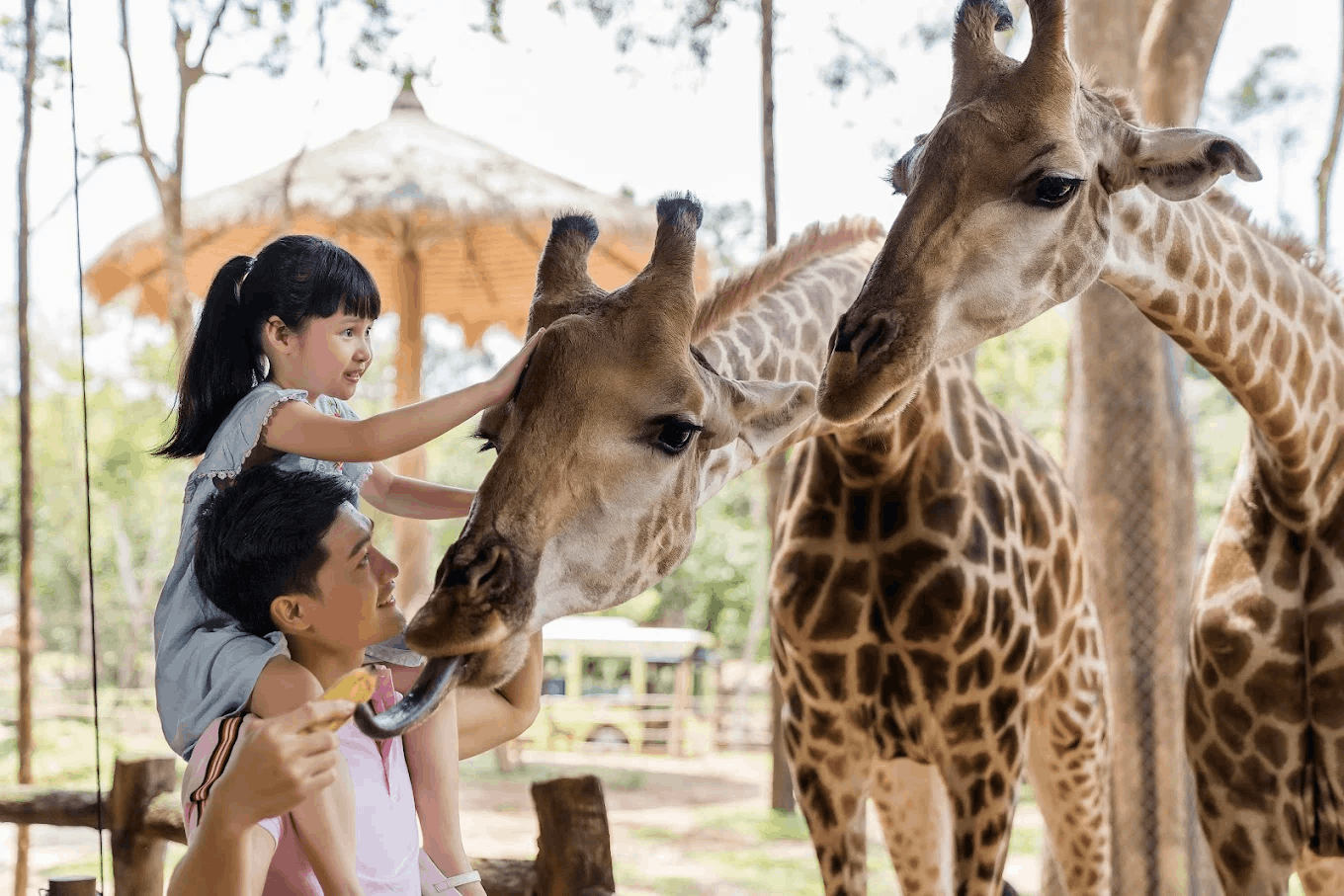 18 best things to do in phu quoc, vietnam - vinpearl safari 