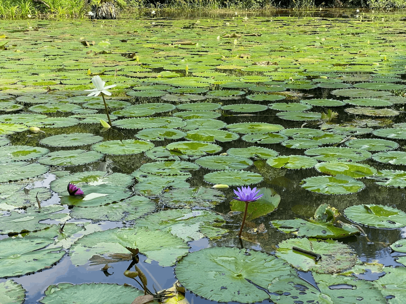 8 most romantic bus routes in singapore - hampstead wetlands park