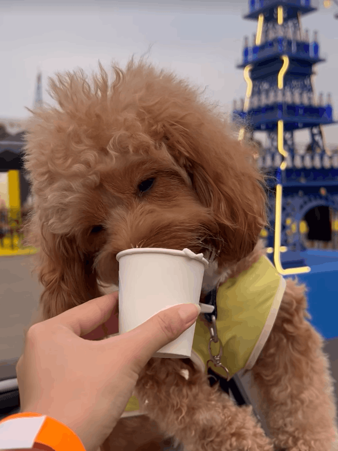 Pet at GastroBeats 2026