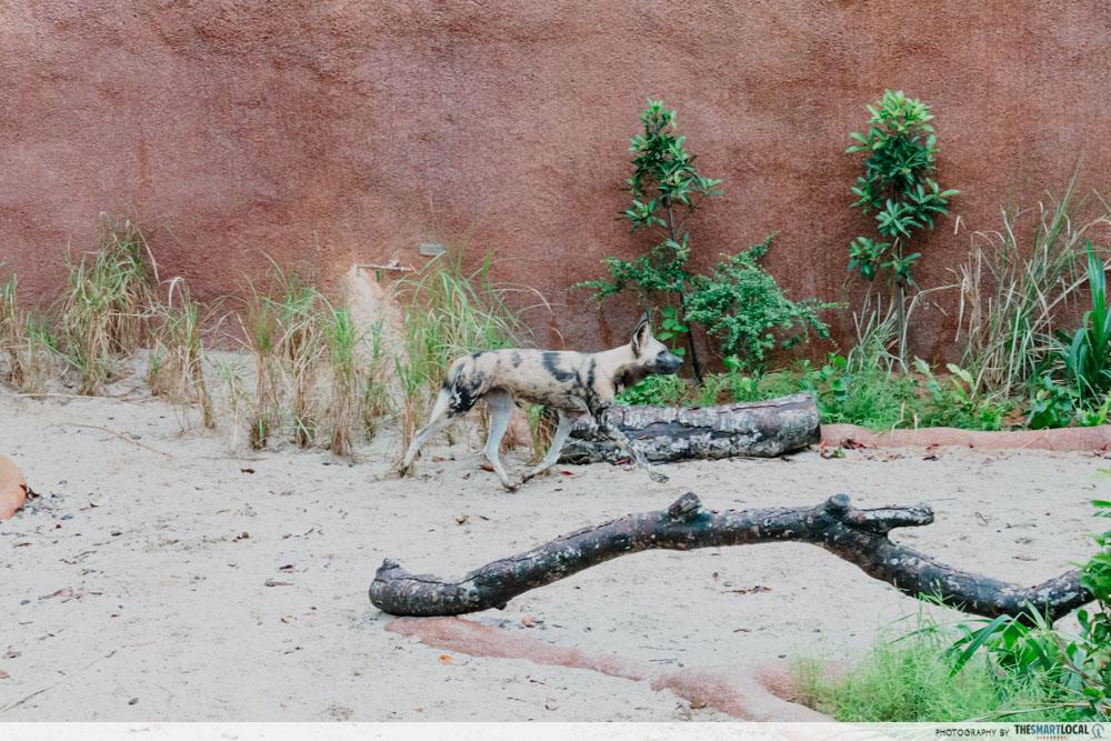 Rainforest Wild Adventure East - African Painted Dog