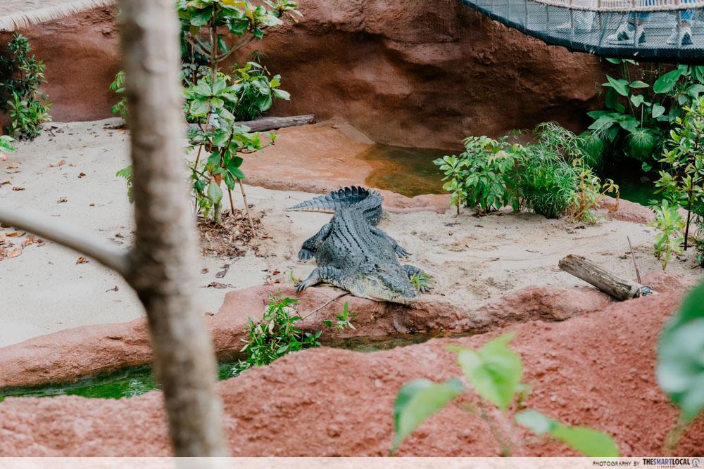 Rainforest Wild Adventure East - Estuarine Crocodile