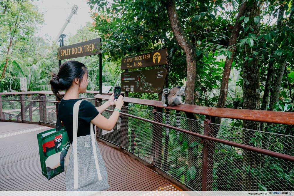 Rainforest Wild Adventure East - Ring-tailed lemurs