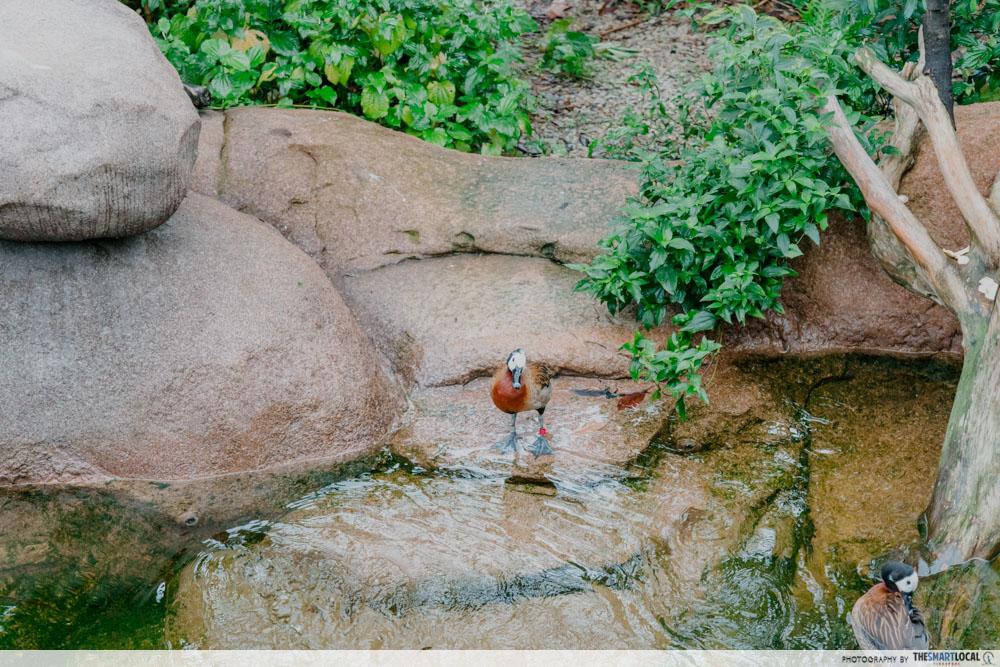 Rainforest Wild Adventure East - White-faced whistling ducks
