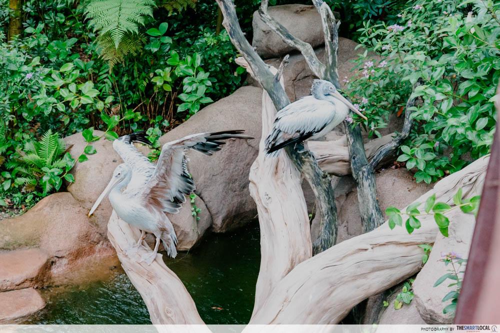 Rainforest Wild Adventure East - Yellow-billed stork