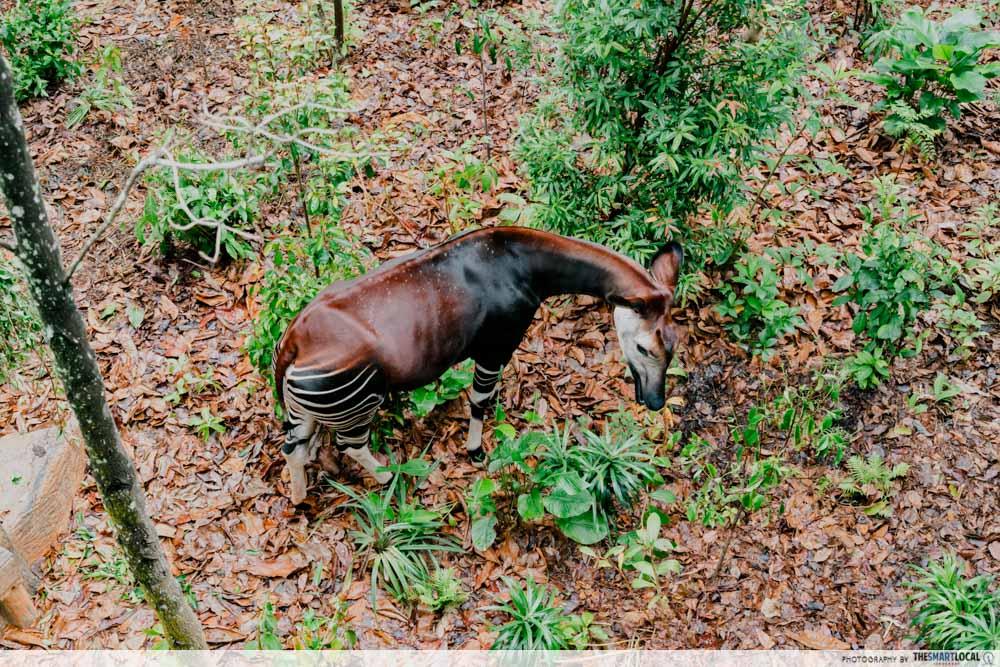 Rainforest Wild Adventure East - okapi