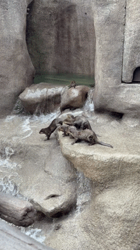 Rainforest Wild Adventure East - otter