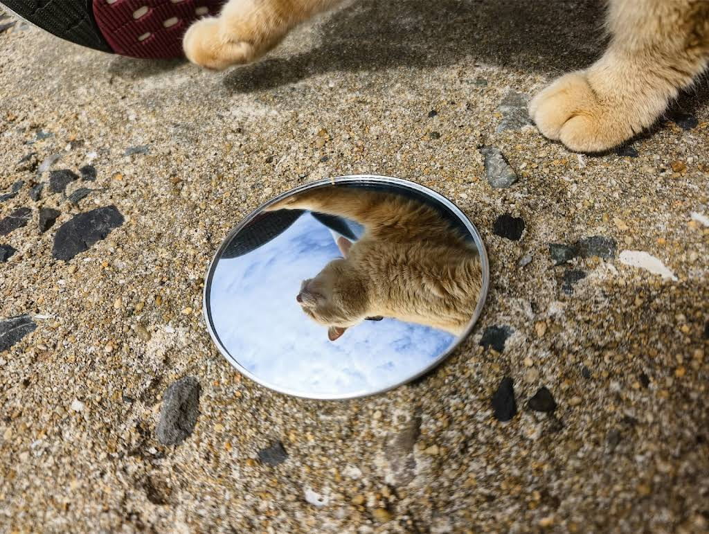 reflection of cat in ainoshima