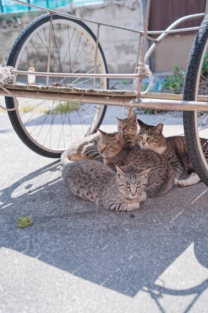 cats on ainoshima