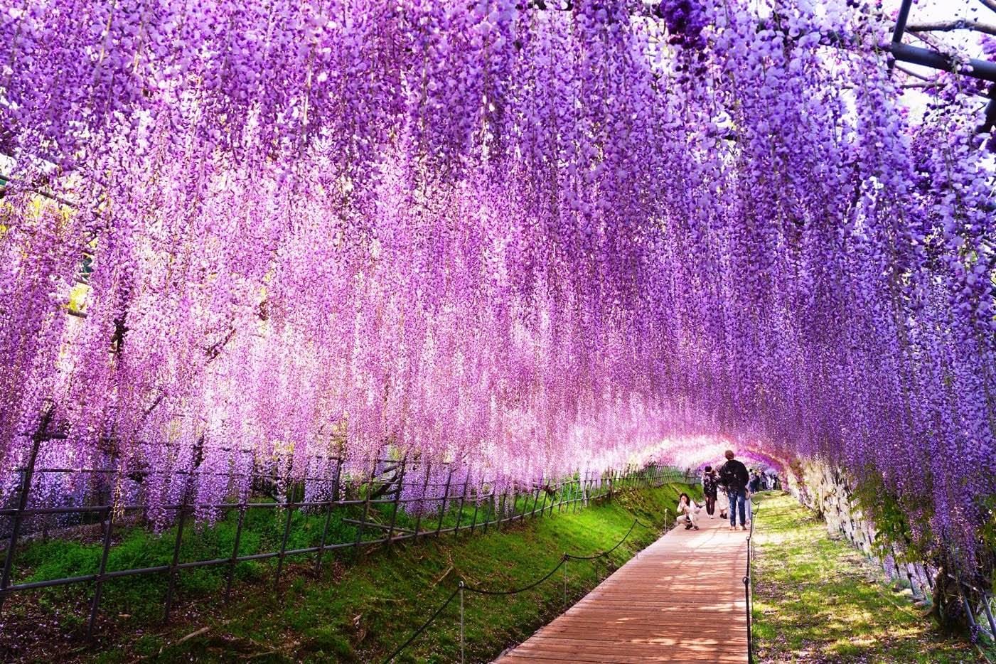 things to do in fukuoka - kawachi wisteria garden