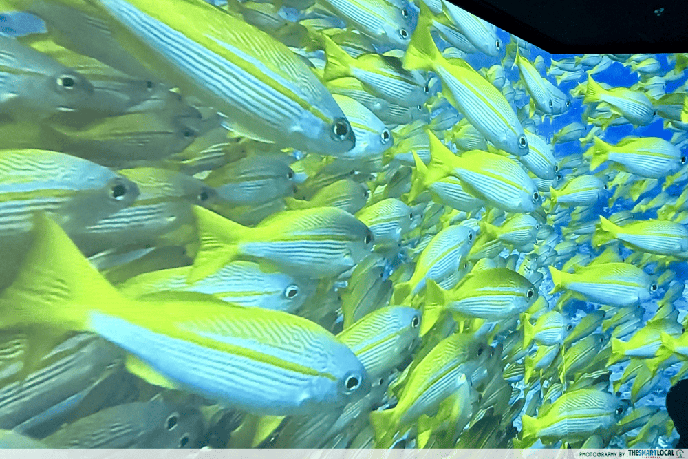 school of fishes