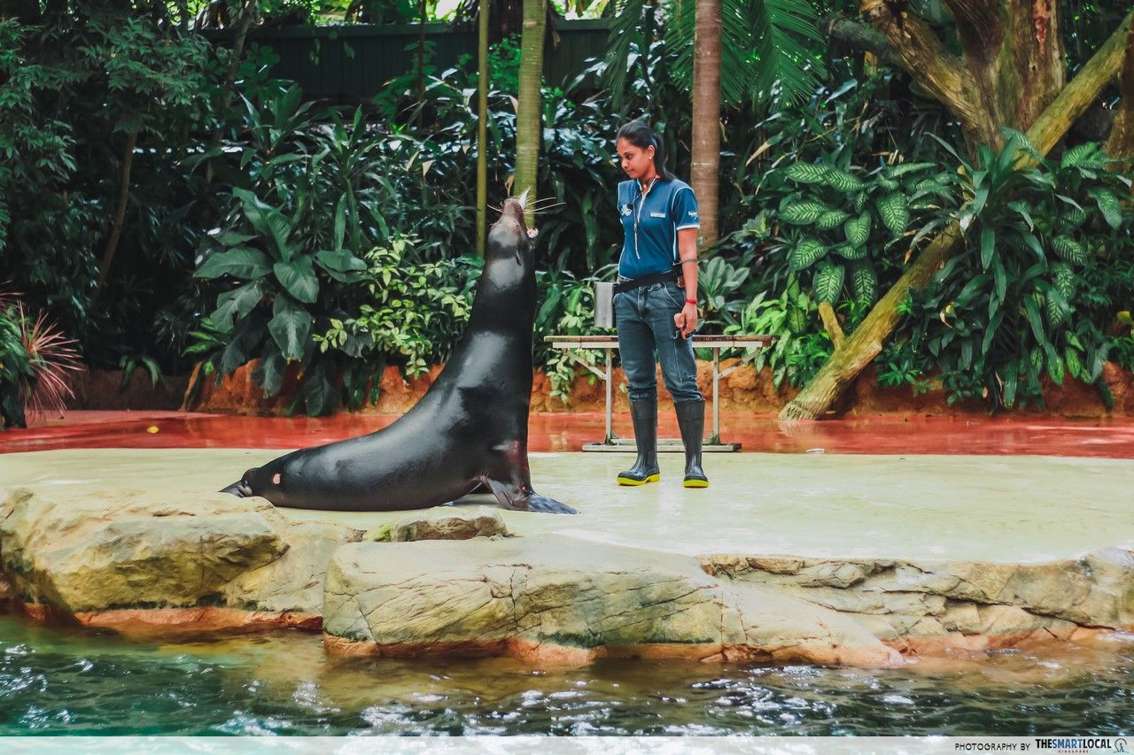 Animal presentation