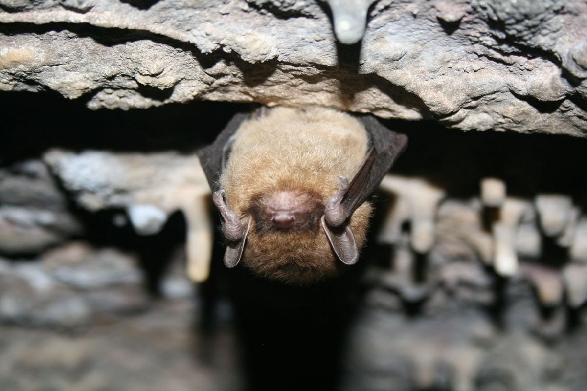 Nek Santen Cave