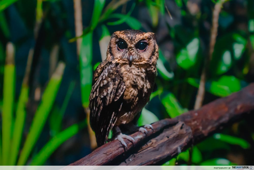 Owl