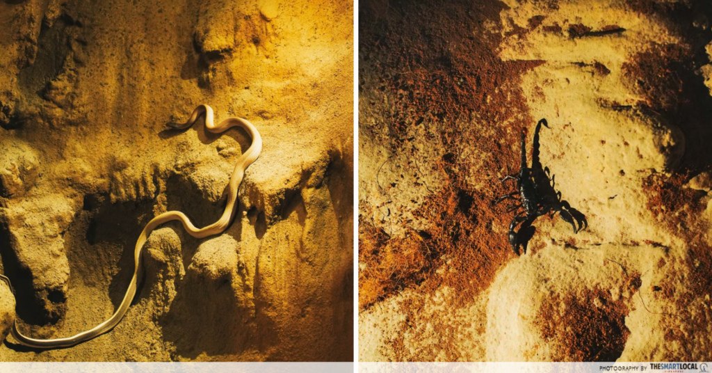 Animals in the cave