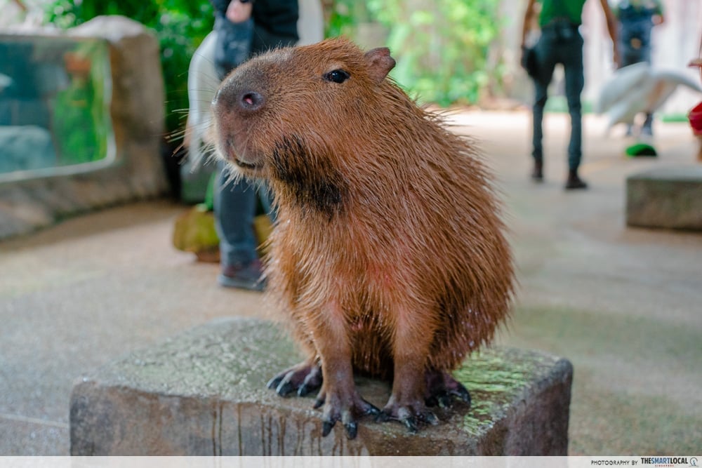 Capybara