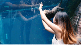 Otter