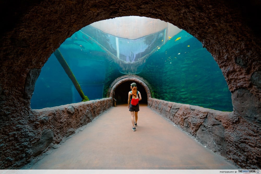Amazon Flooded Forest