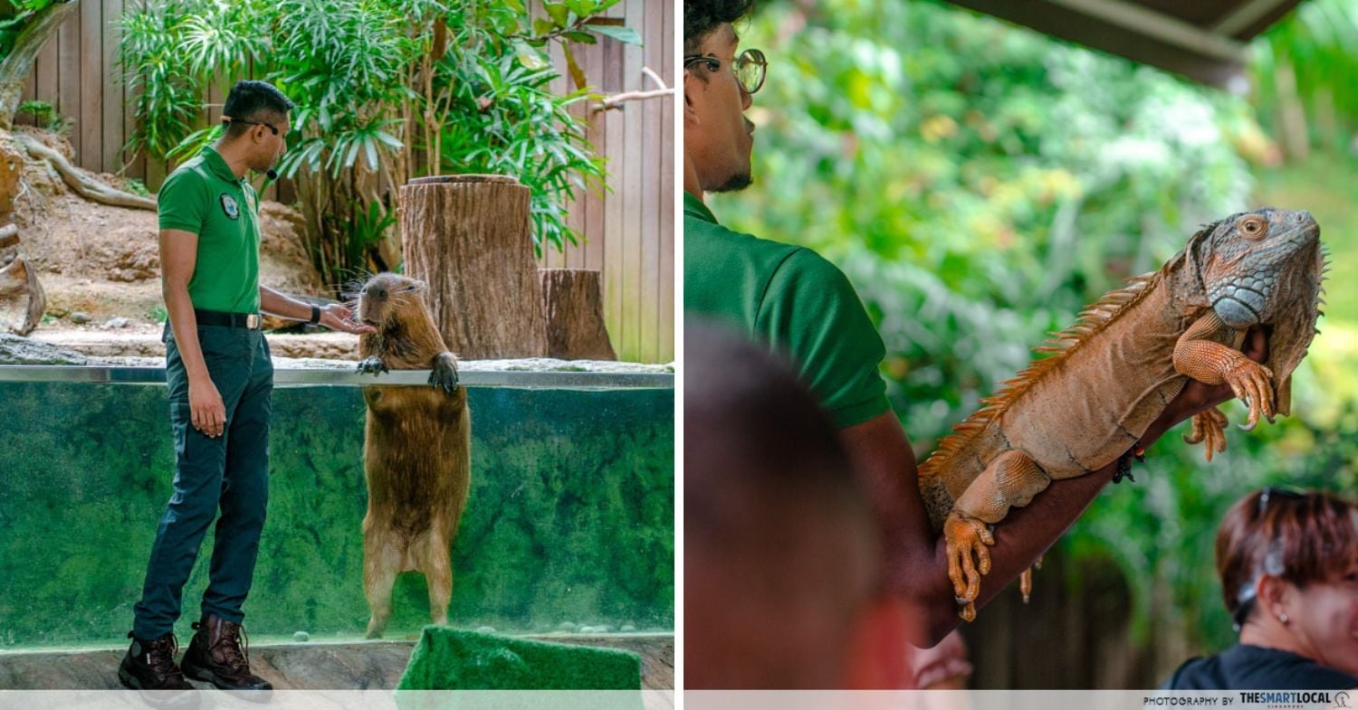 Animal show