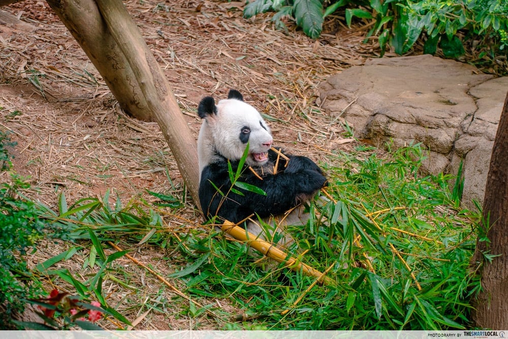 Panda