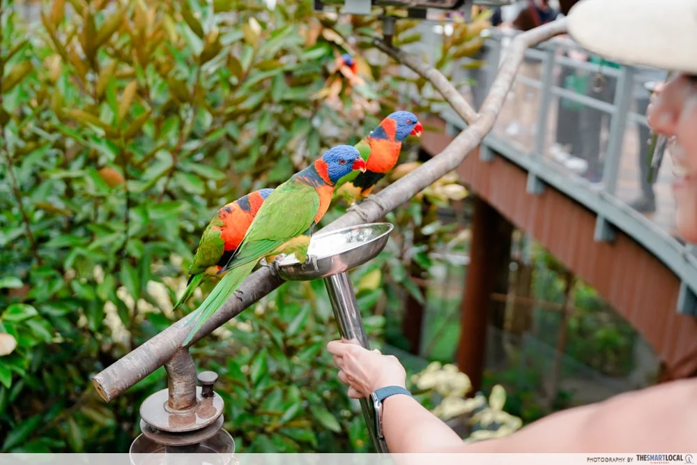 Lory Loft