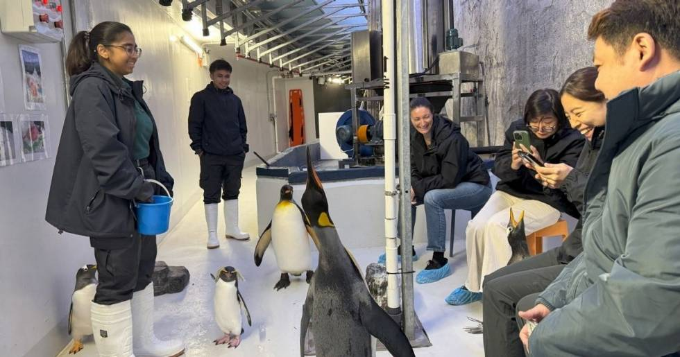 Penguin Encounters