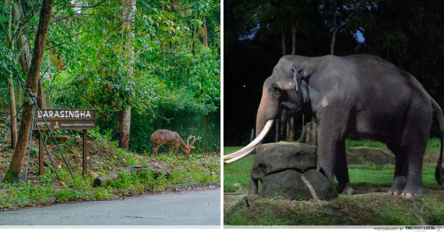 Elephant