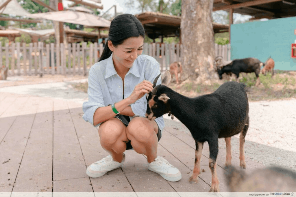 Goat Interaction