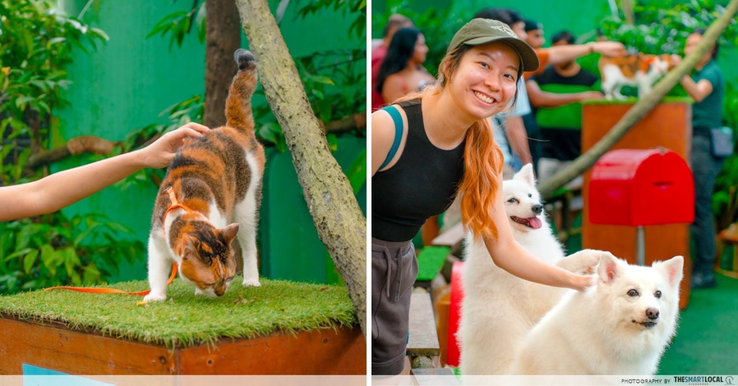 Animal presentation