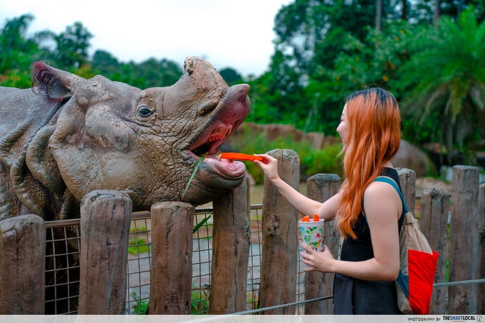 Rhino feeding