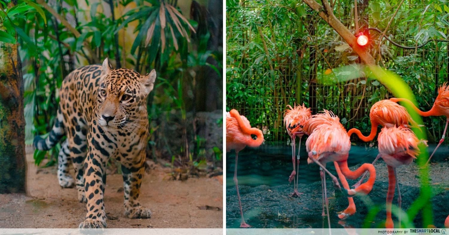 Animals