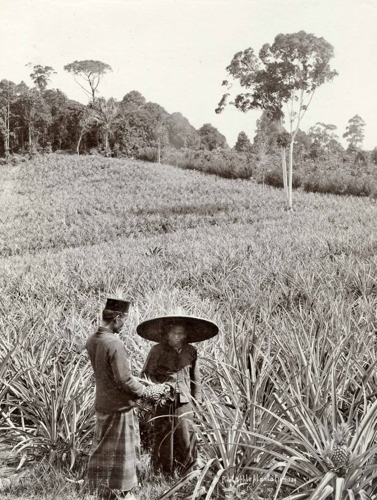 sentosa pulau blakang mati - pineapple plantation