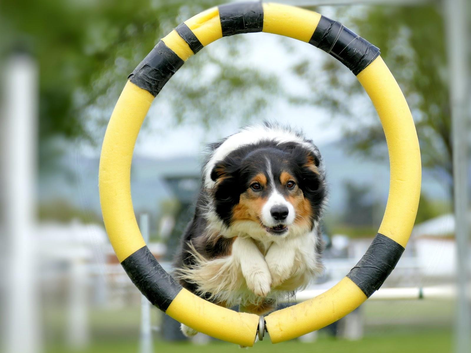 dog jumping