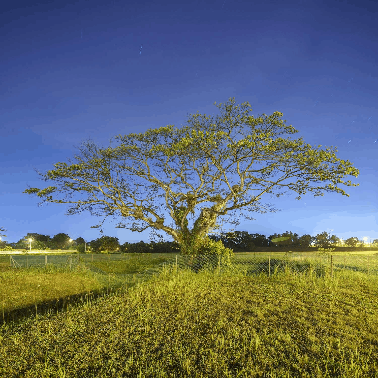 Fenced-up tree in Seletar