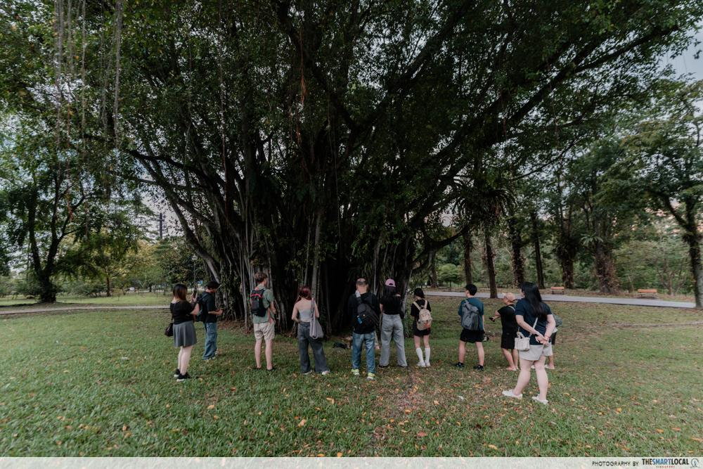 Sembawang Park Tree
