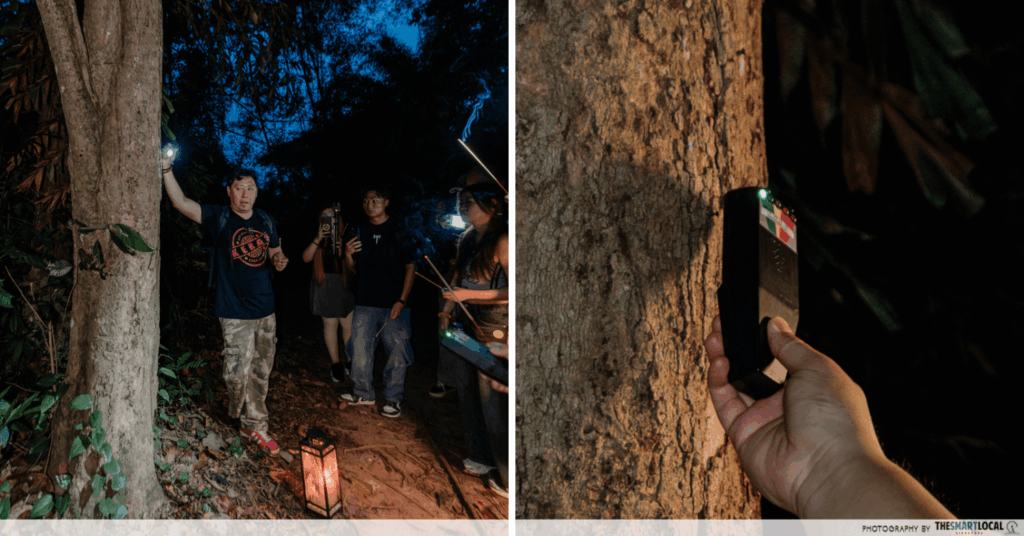 Nailed trees