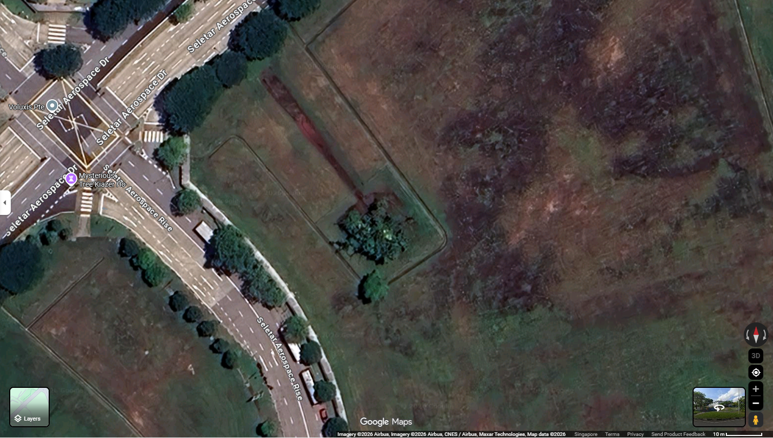 Fenced-up tree in Seletar