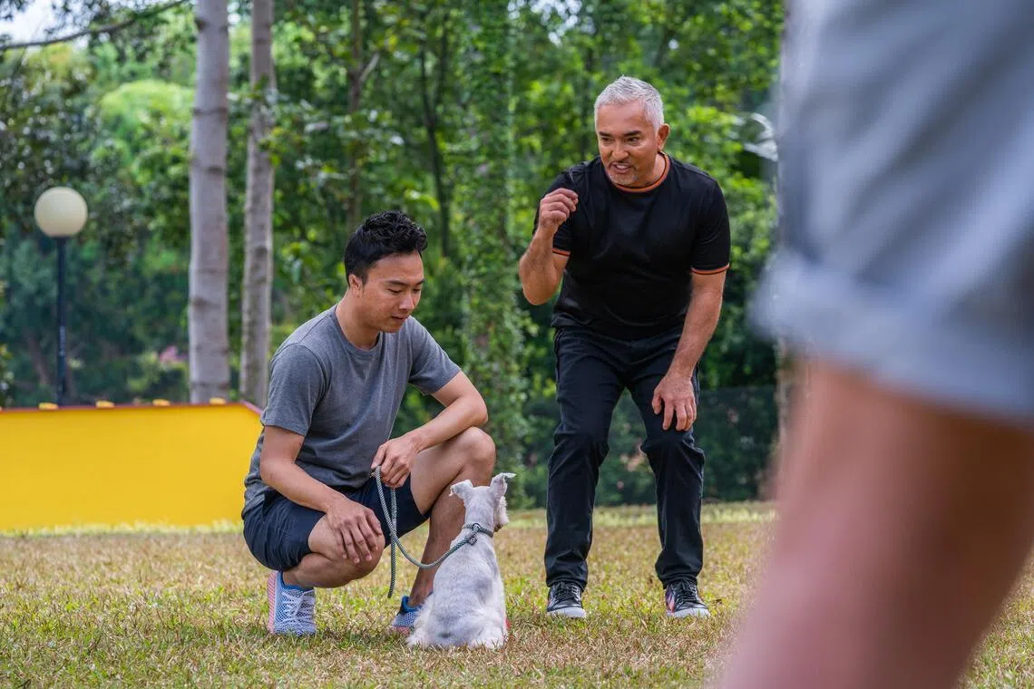 Singapore Pet Festival