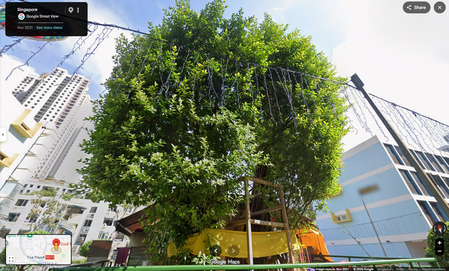 Toa Payoh God Tree