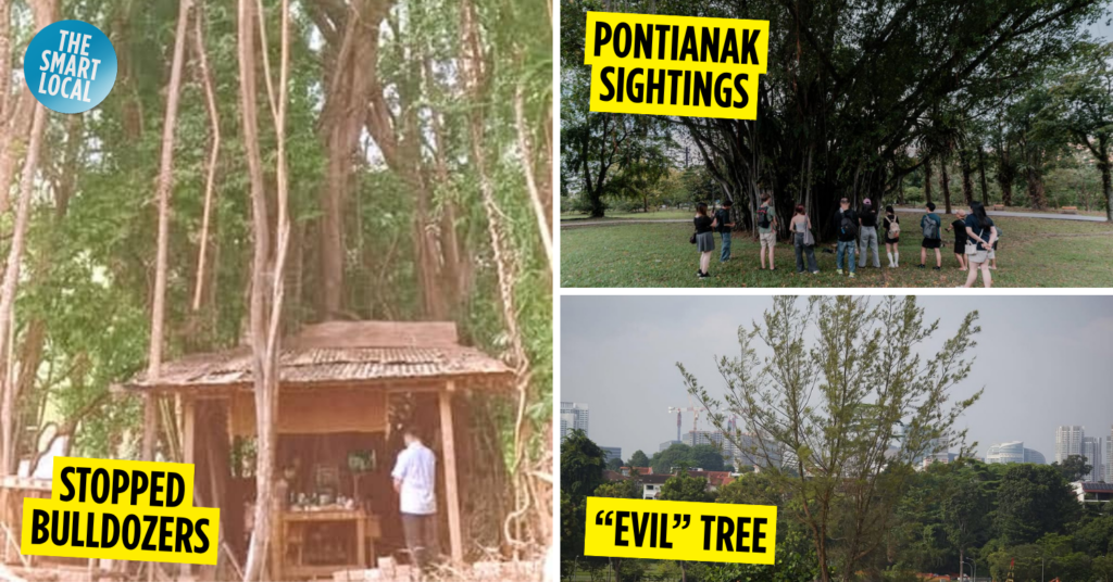 Supernatural trees in Singapore cover image