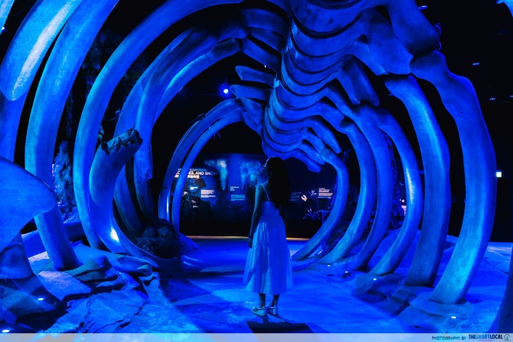 Whale skeleton