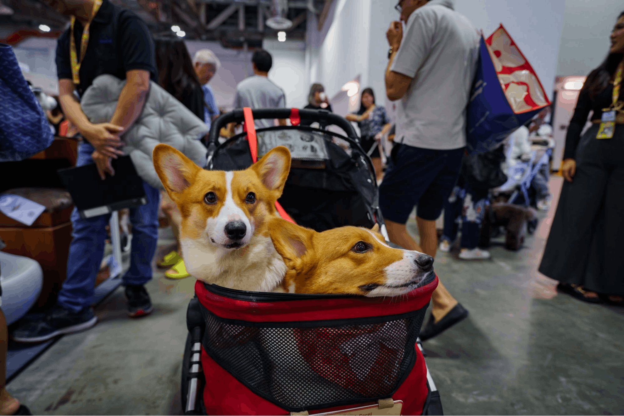 Singapore Pet Festival